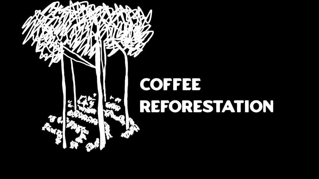 Coffee Farming and Reforestation Efforts: Sustaining Biodiversity and Ecosystems